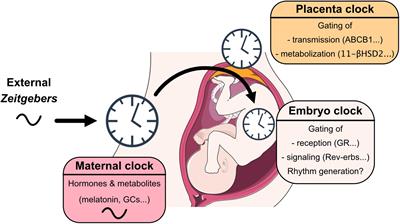 Feto-Maternal Crosstalk in the Development of the Circadian Clock System